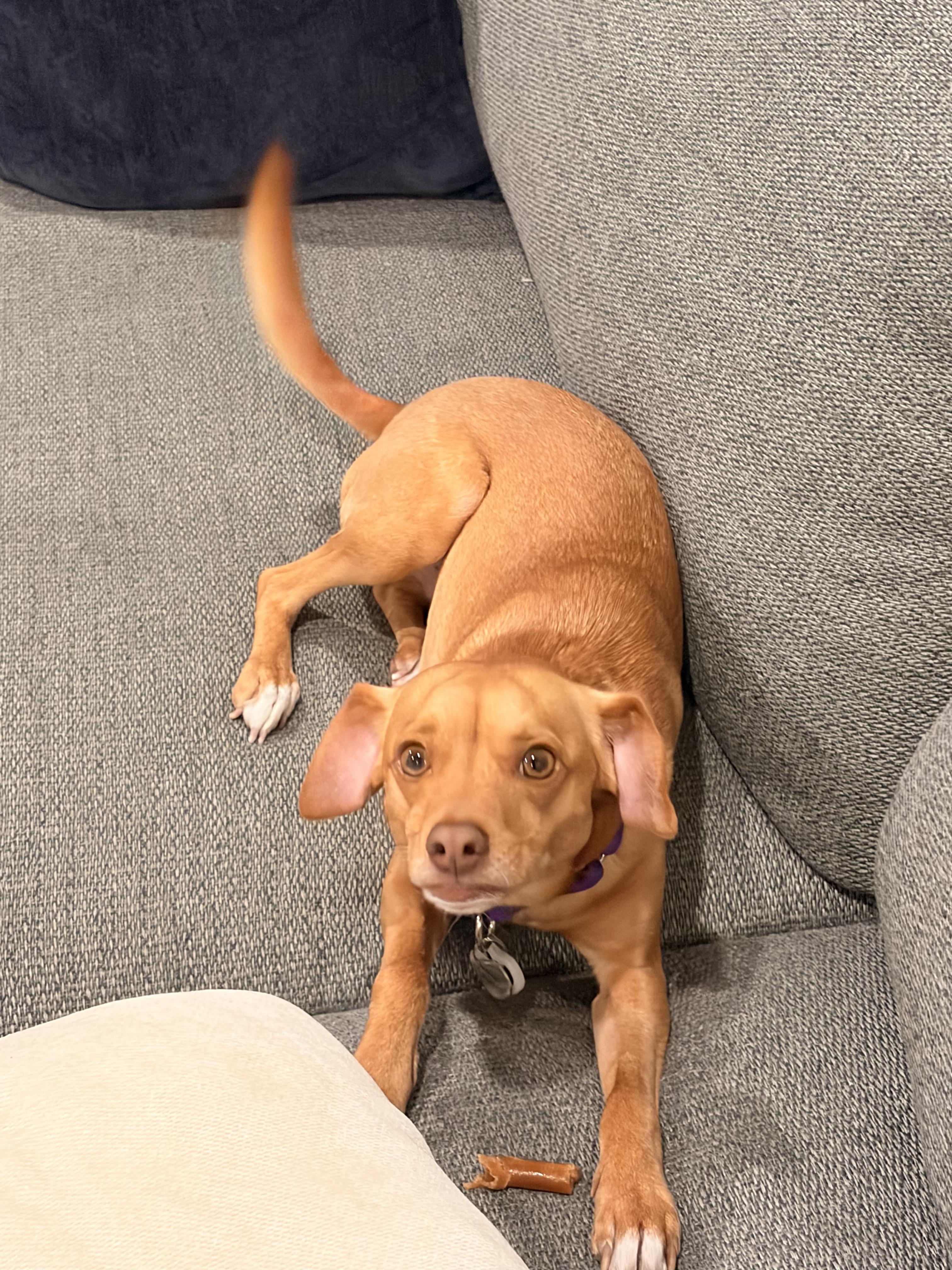 Enlarge uno, an adopted mixed breed in Cary, NC image 6/6