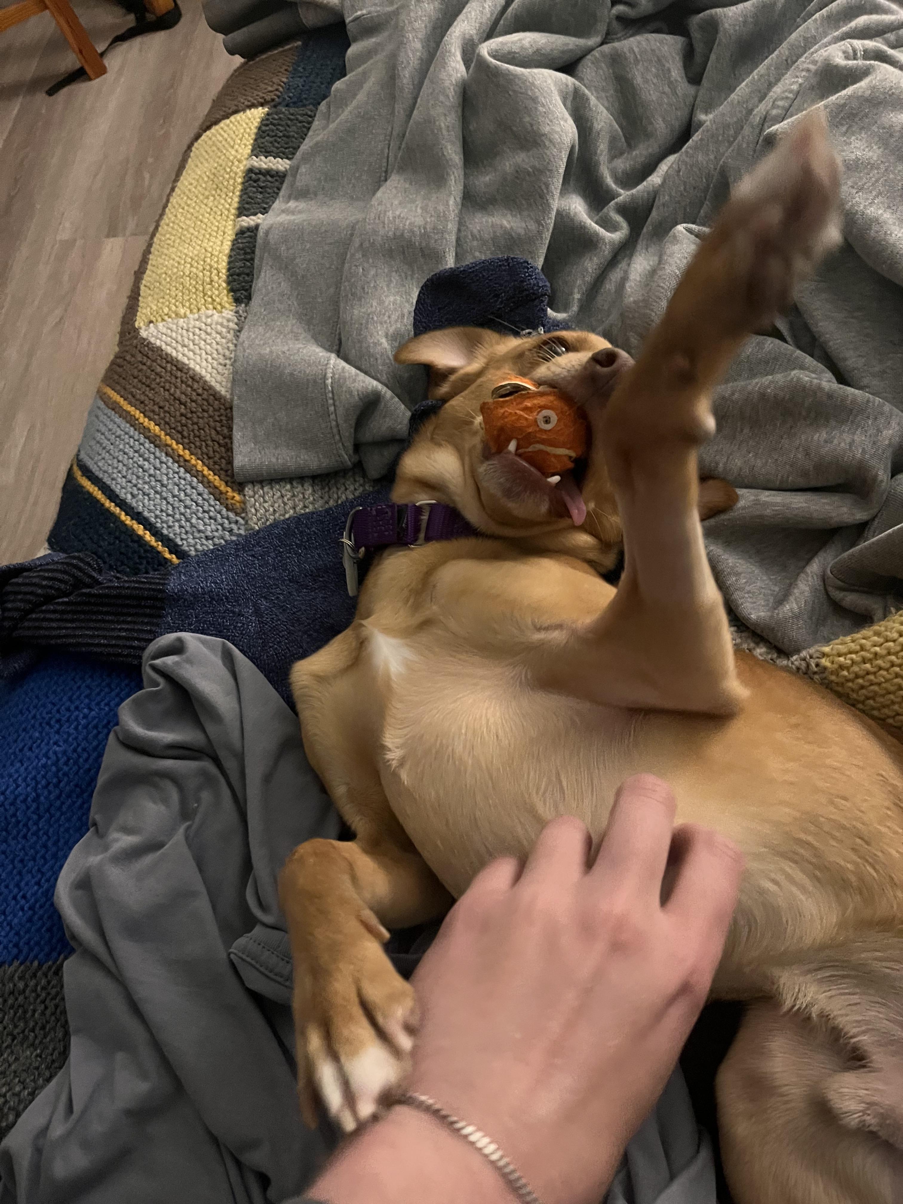 Enlarge uno, an adopted mixed breed in Cary, NC image 4/6