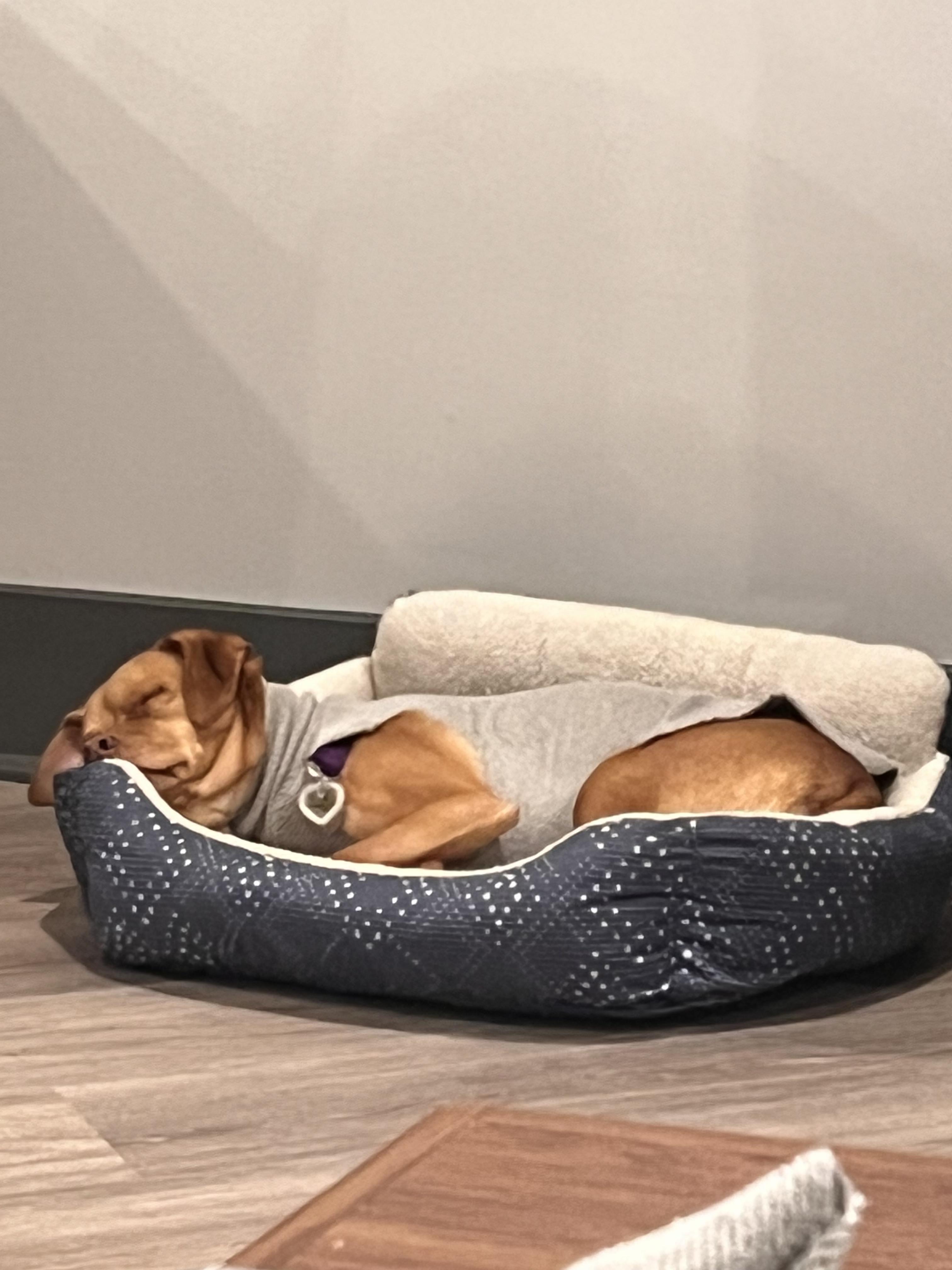 Enlarge uno, an adopted mixed breed in Cary, NC image 1/6