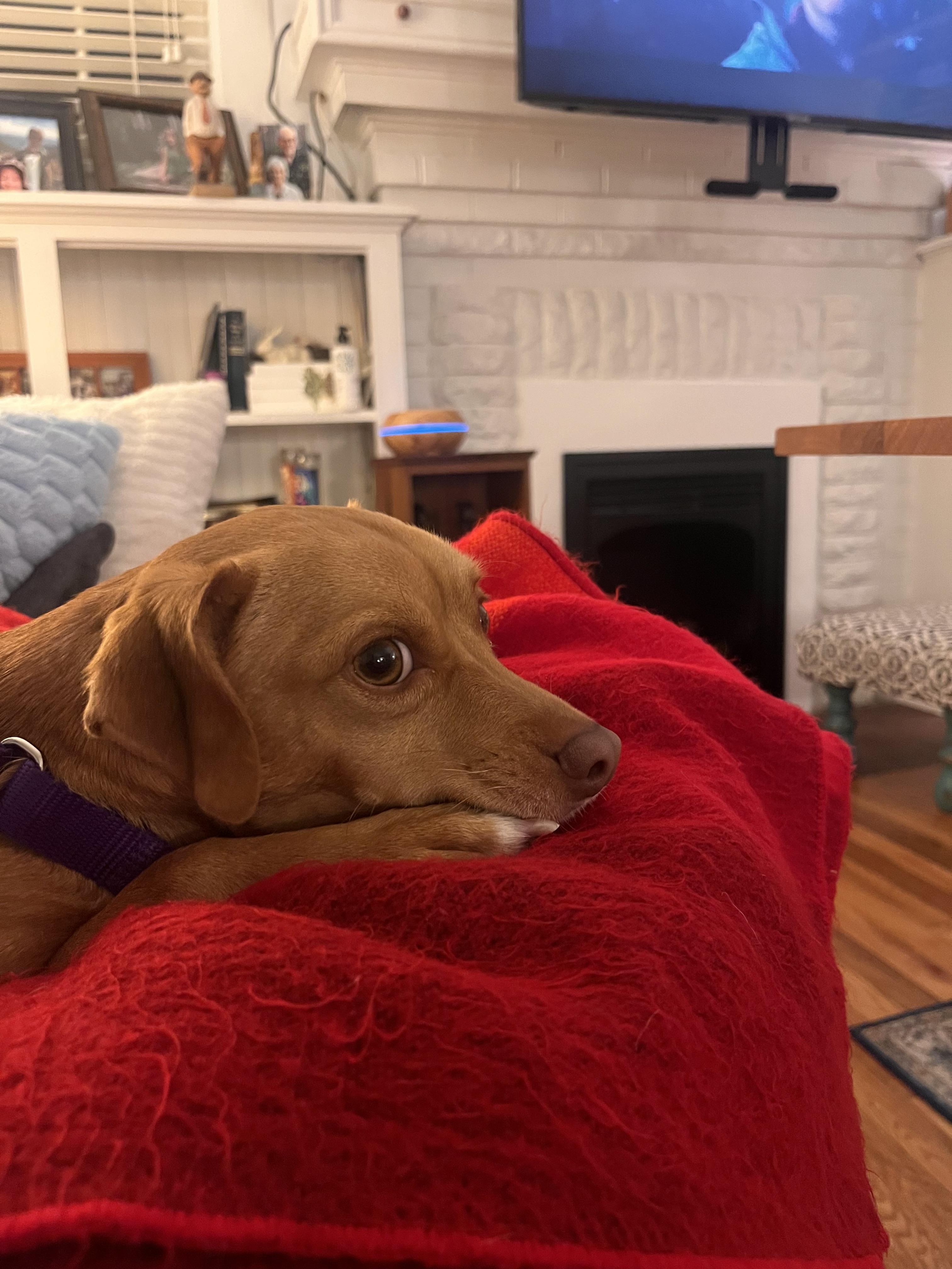 Enlarge uno, an adopted mixed breed in Cary, NC image 5/6