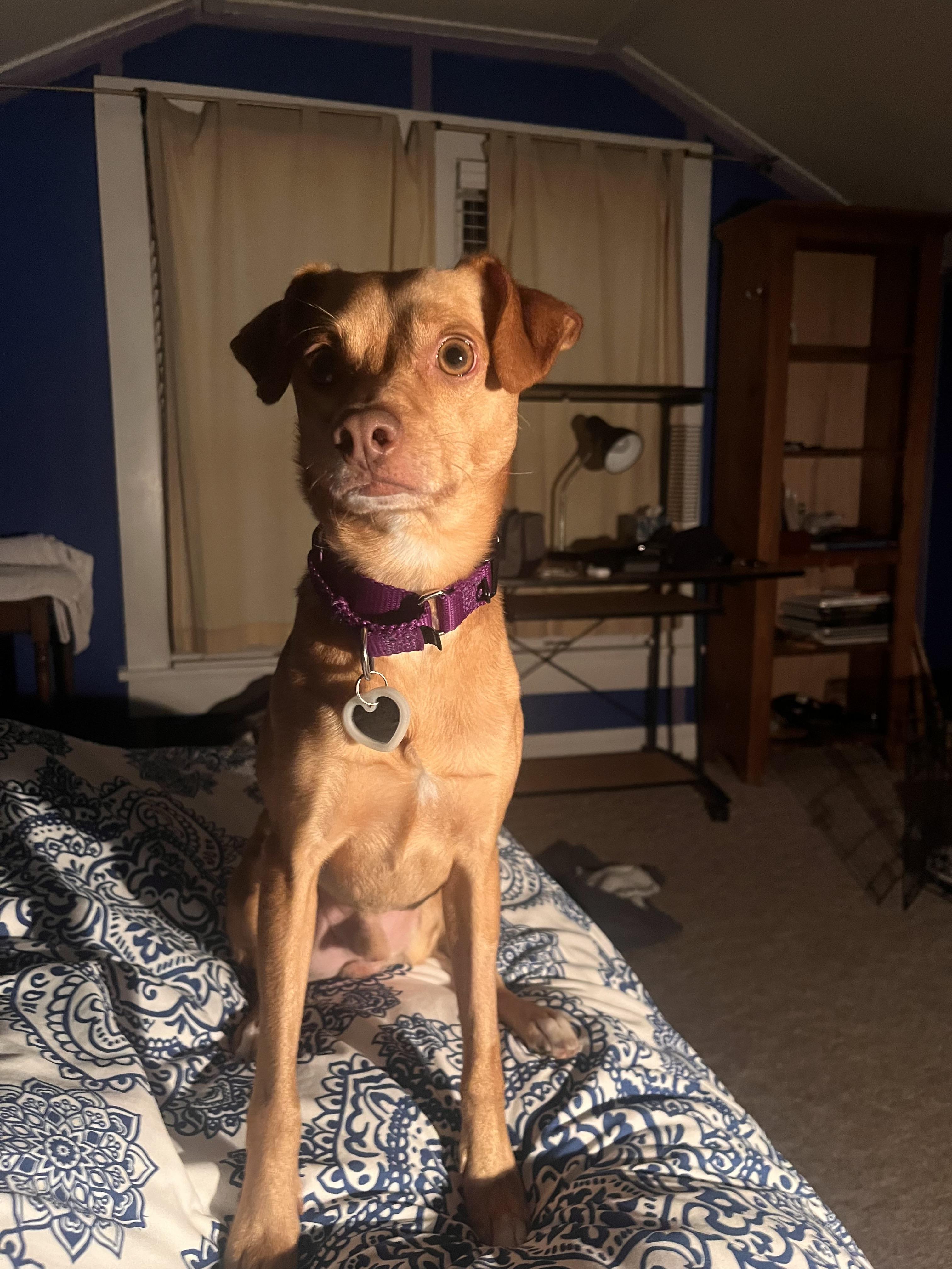 Enlarge uno, an adopted mixed breed in Cary, NC image 2/6