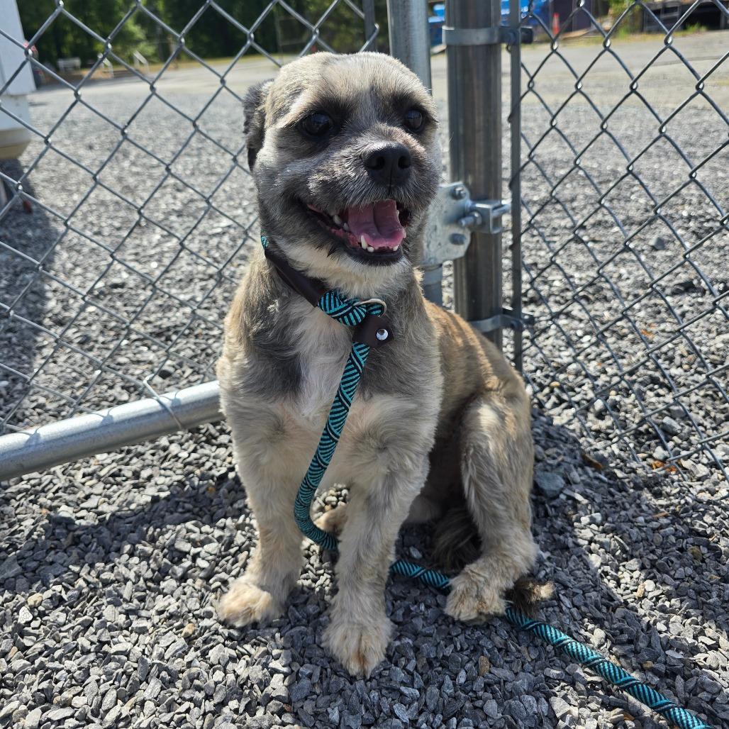Sugar, Adoptable, Puppy Female Shih Tzu.
