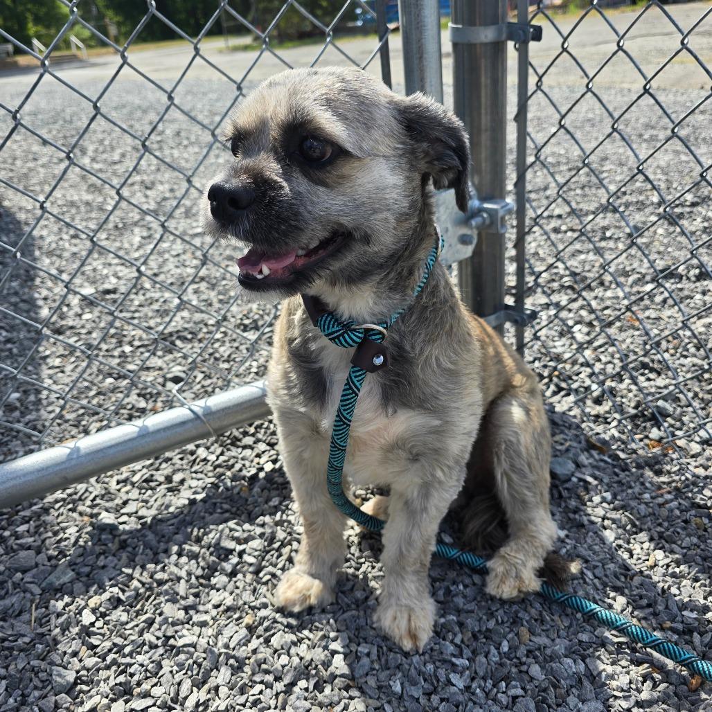 Enlarge Sugar, a Adoptable Shih Tzu in Walnut Cove, NC image 2/3