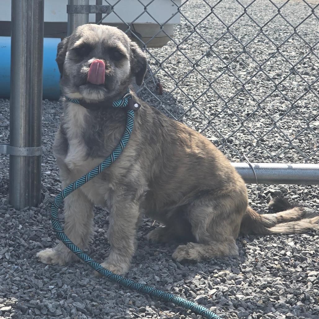 Enlarge Sugar, a Adoptable Shih Tzu in Walnut Cove, NC image 3/3