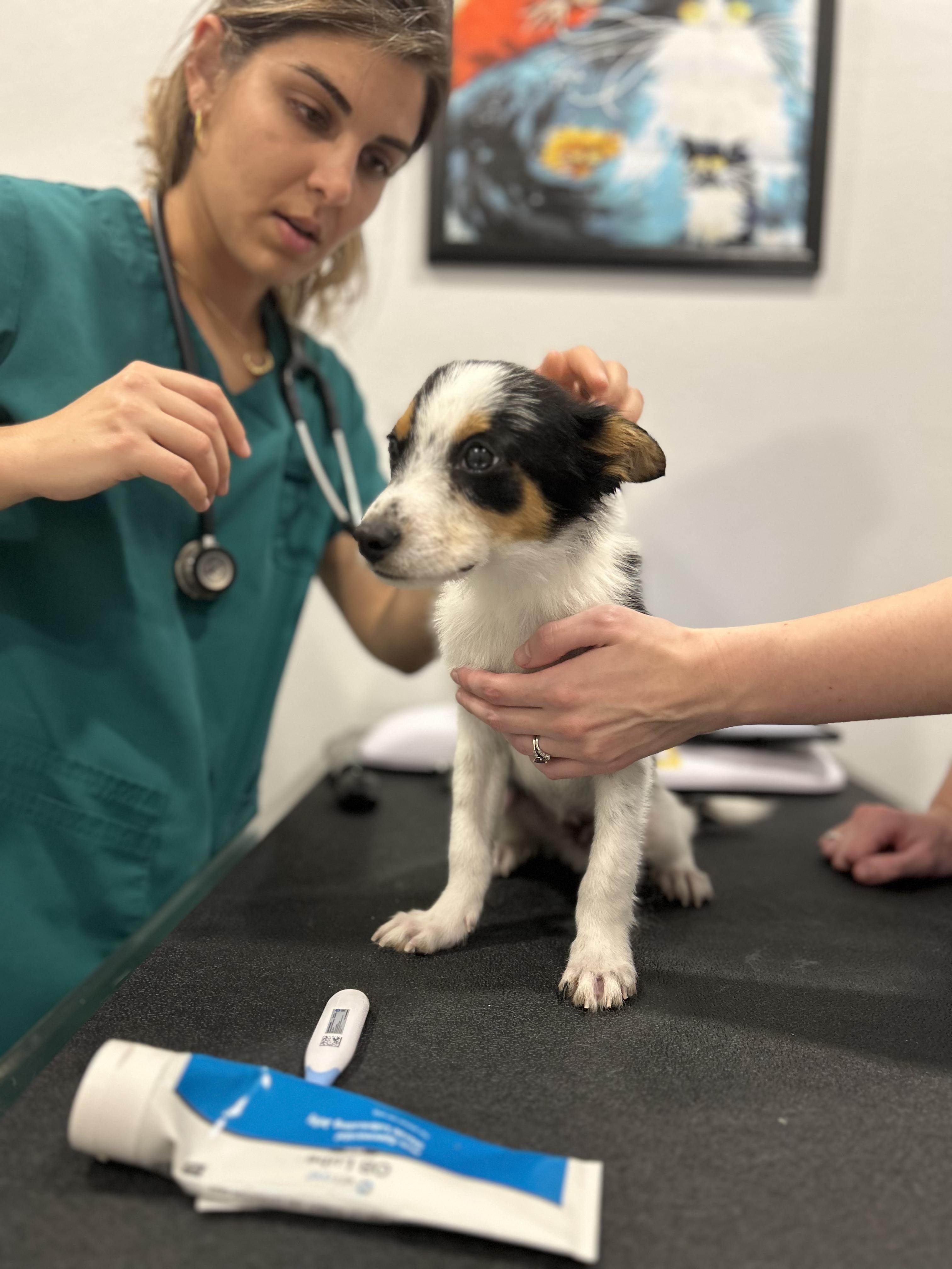 Enlarge Freddy, a Adoptable mixed breed in Driftwood, TX image 2/5