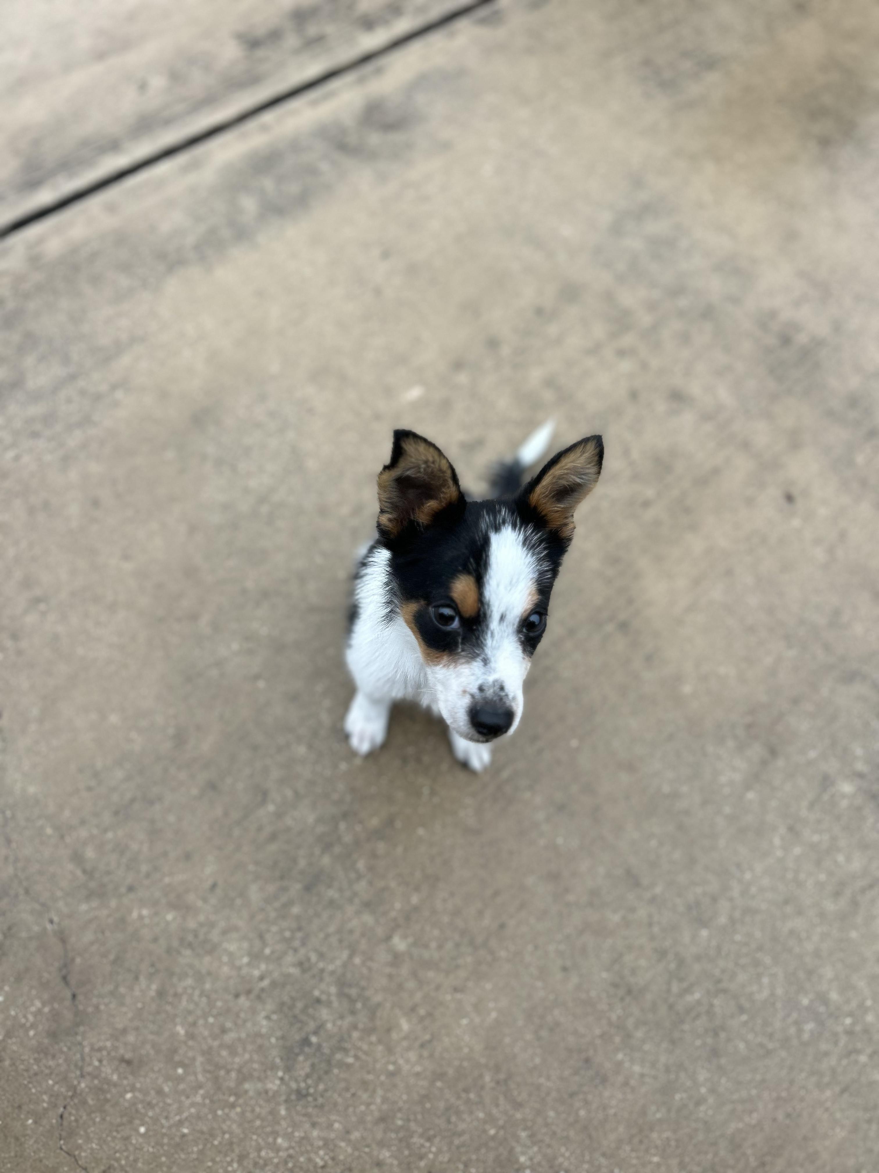 Enlarge Freddy, a Adoptable mixed breed in Driftwood, TX image 4/5