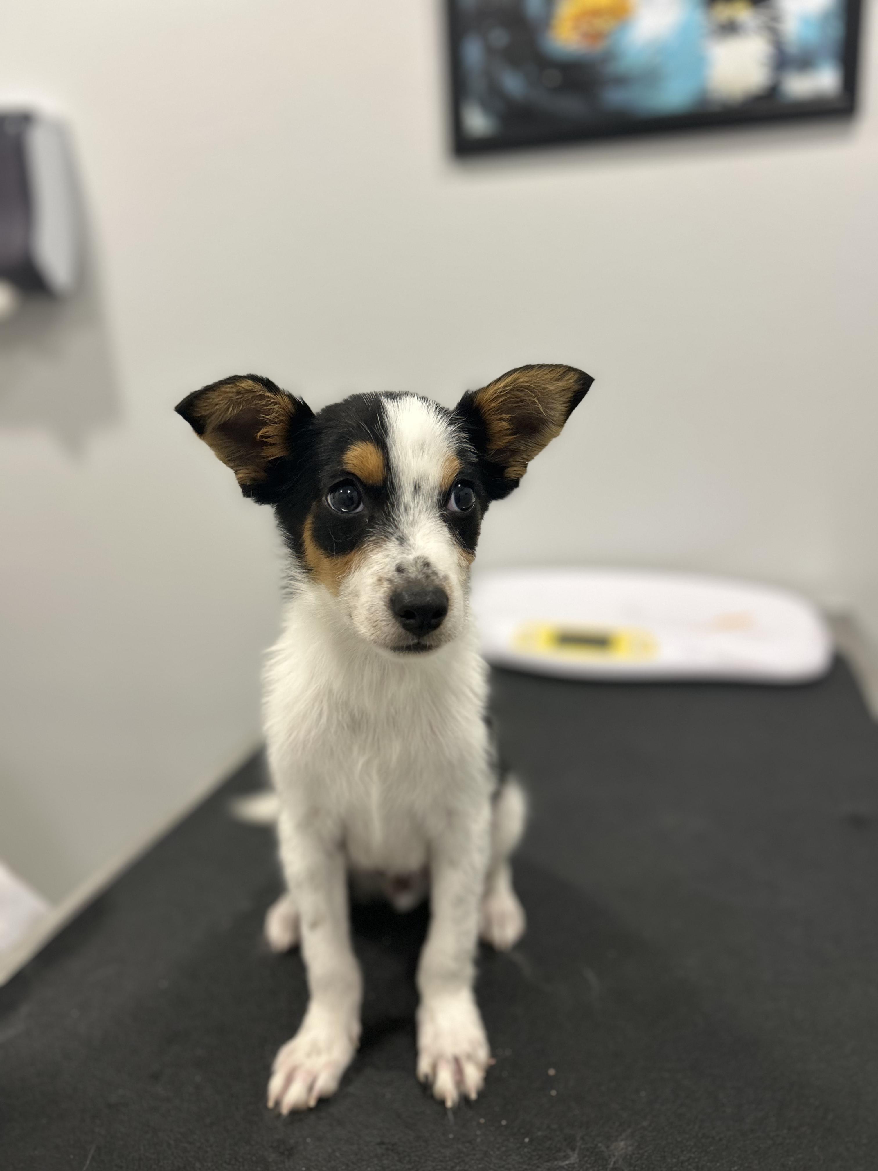 Freddy, Adoptable, Young Male Australian Shepherd & Australian Cattle Dog / Blue Heeler.