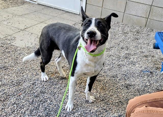 POLLY, Adoptable, Adult Female Border Collie & Mixed Breed.