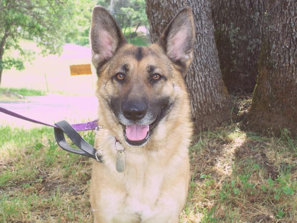 Ivy, Adoptable, Adult Female German Shepherd Dog.