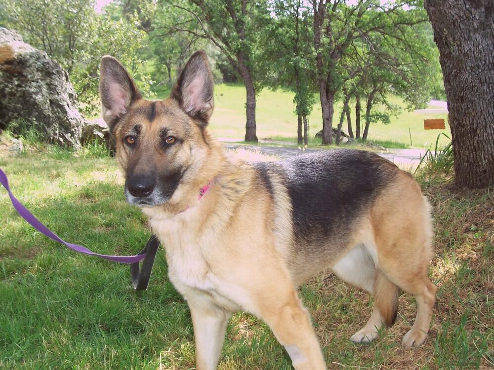 Enlarge Ivy, a Adoptable German Shepherd Dog in Shingle Springs, CA image 2/5