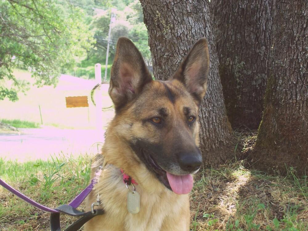 Enlarge Ivy, a Adoptable German Shepherd Dog in Shingle Springs, CA image 3/5