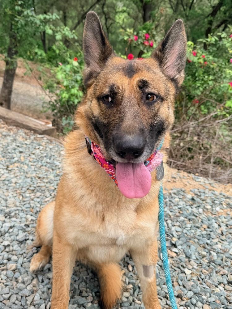 Enlarge Ivy, a Adoptable German Shepherd Dog in Shingle Springs, CA image 4/5