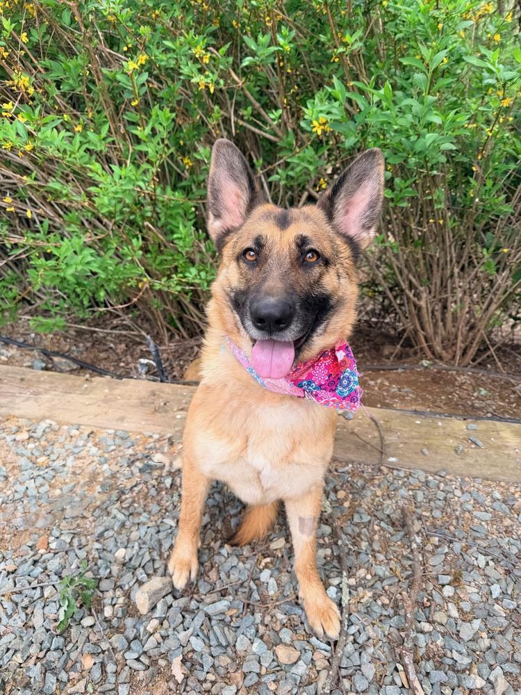 Enlarge Ivy, a Adoptable German Shepherd Dog in Shingle Springs, CA image 5/5