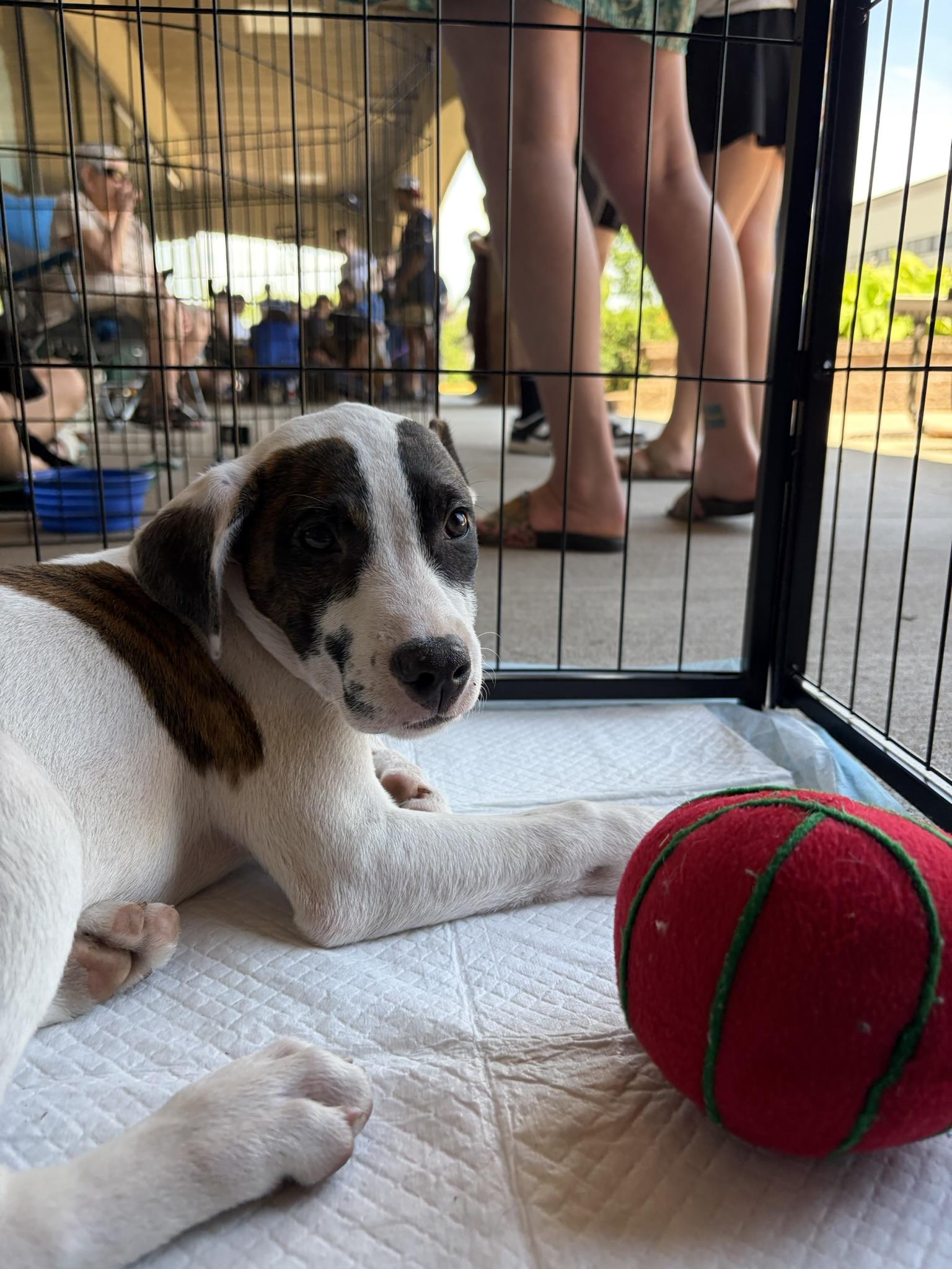 Joslin, a Adoptable mixed breed in Minneapolis, MN image 6/6