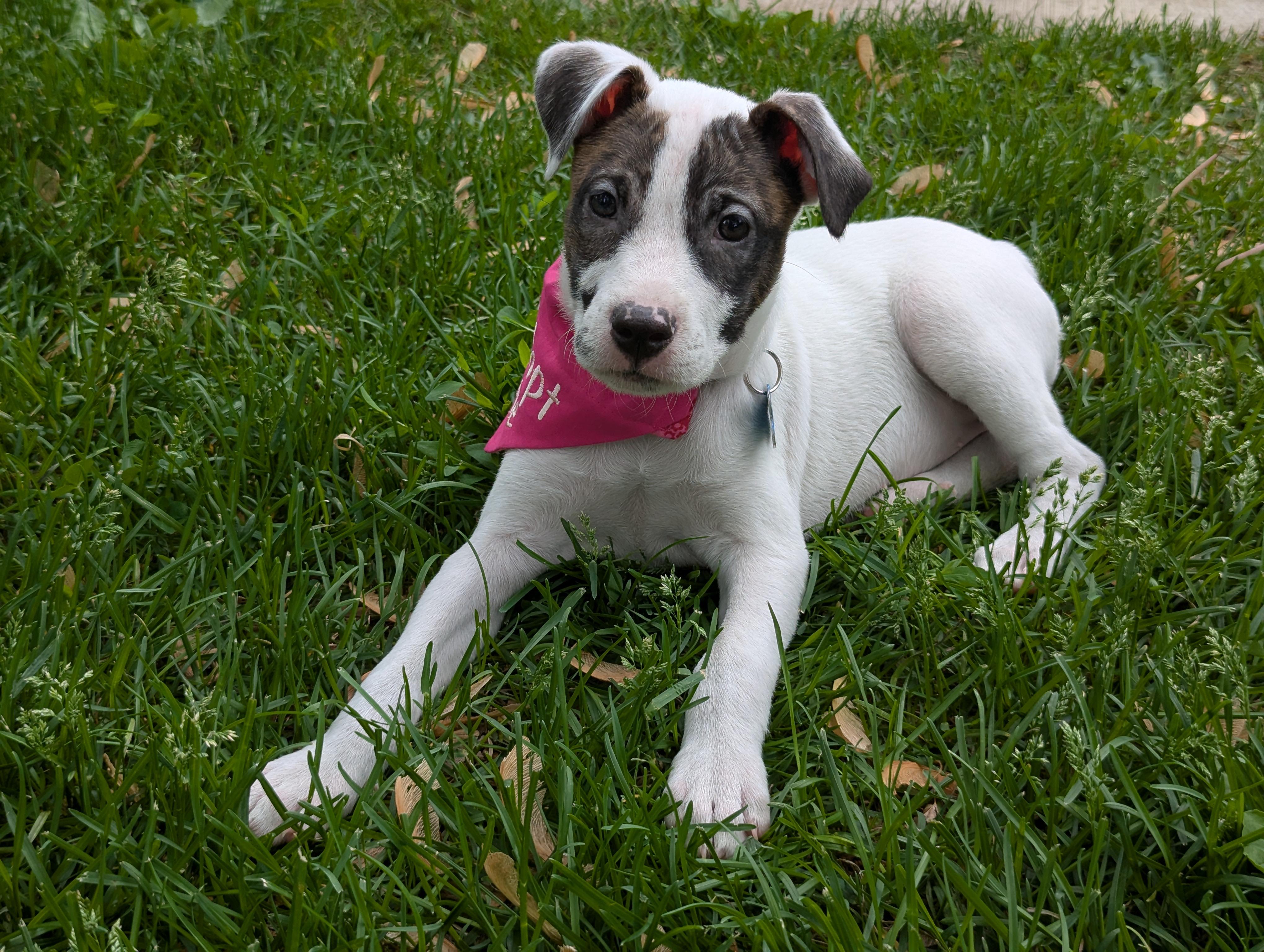 Enlarge Joslin, a Adoptable mixed breed in Minneapolis, MN image 1/6