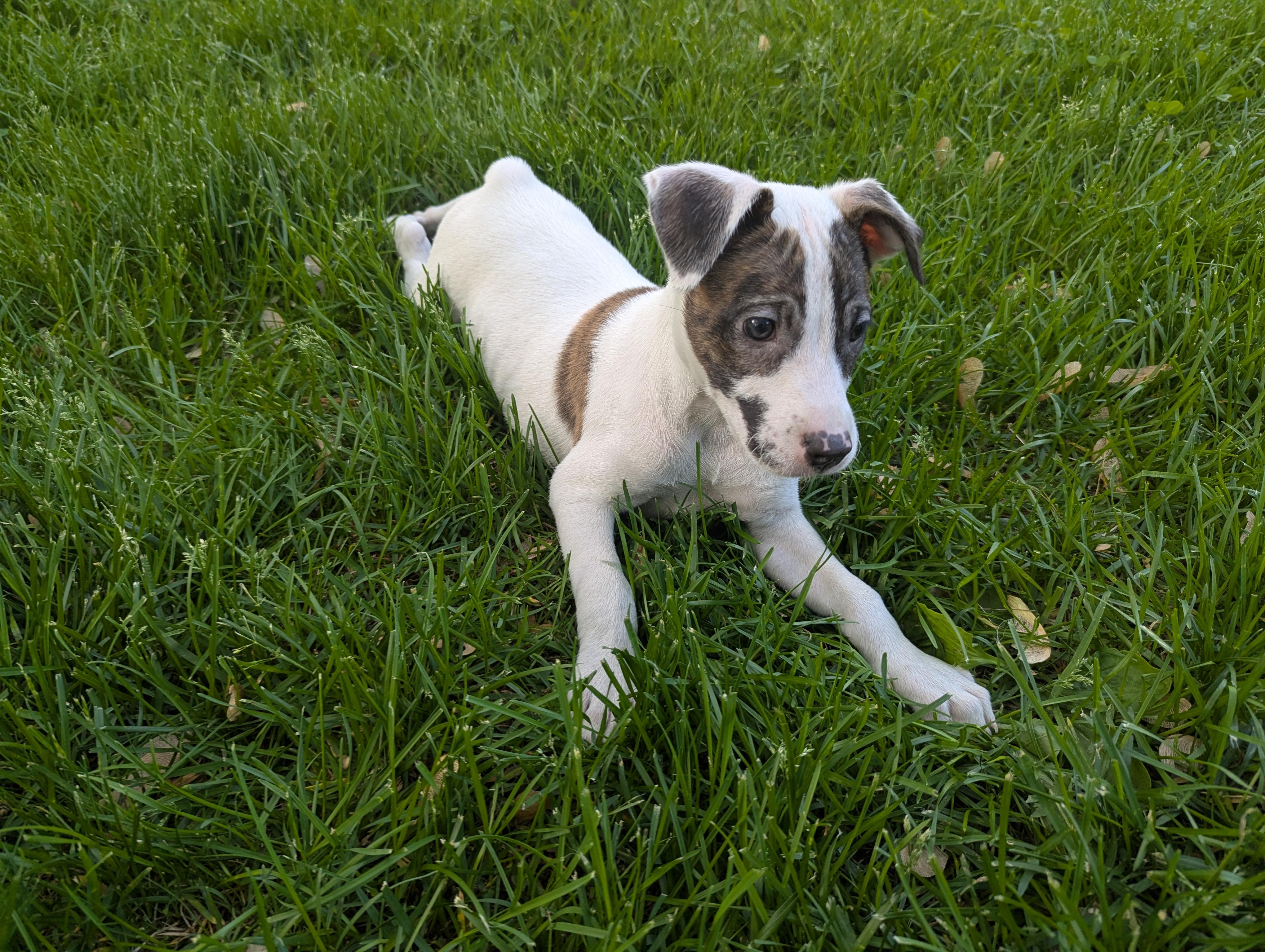 Enlarge Joslin, a Adoptable mixed breed in Minneapolis, MN image 5/6
