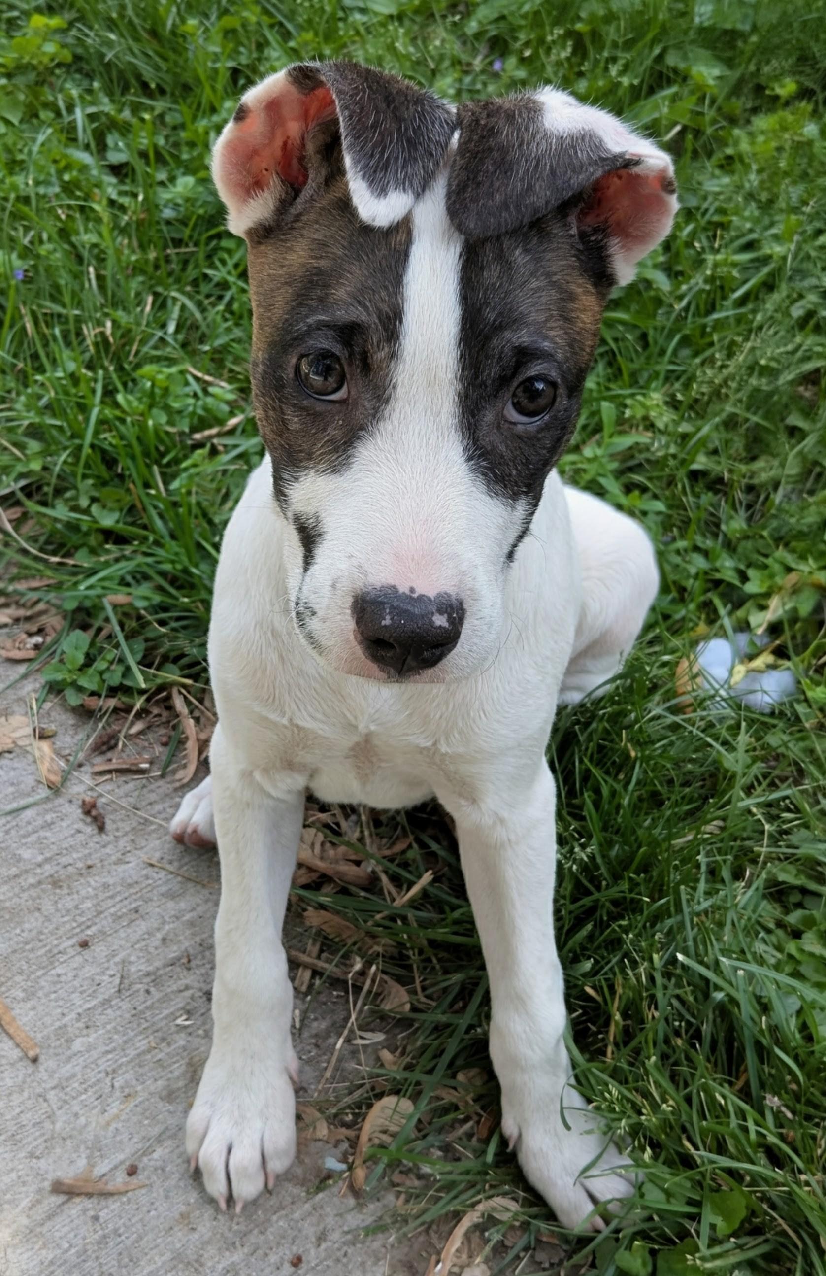 Joslin, a Adoptable mixed breed in Minneapolis, MN image 4/6