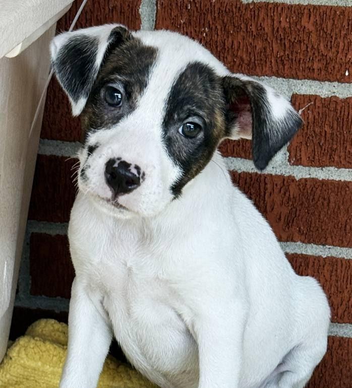 Enlarge Joslin, a Adoptable mixed breed in Minneapolis, MN image 2/6