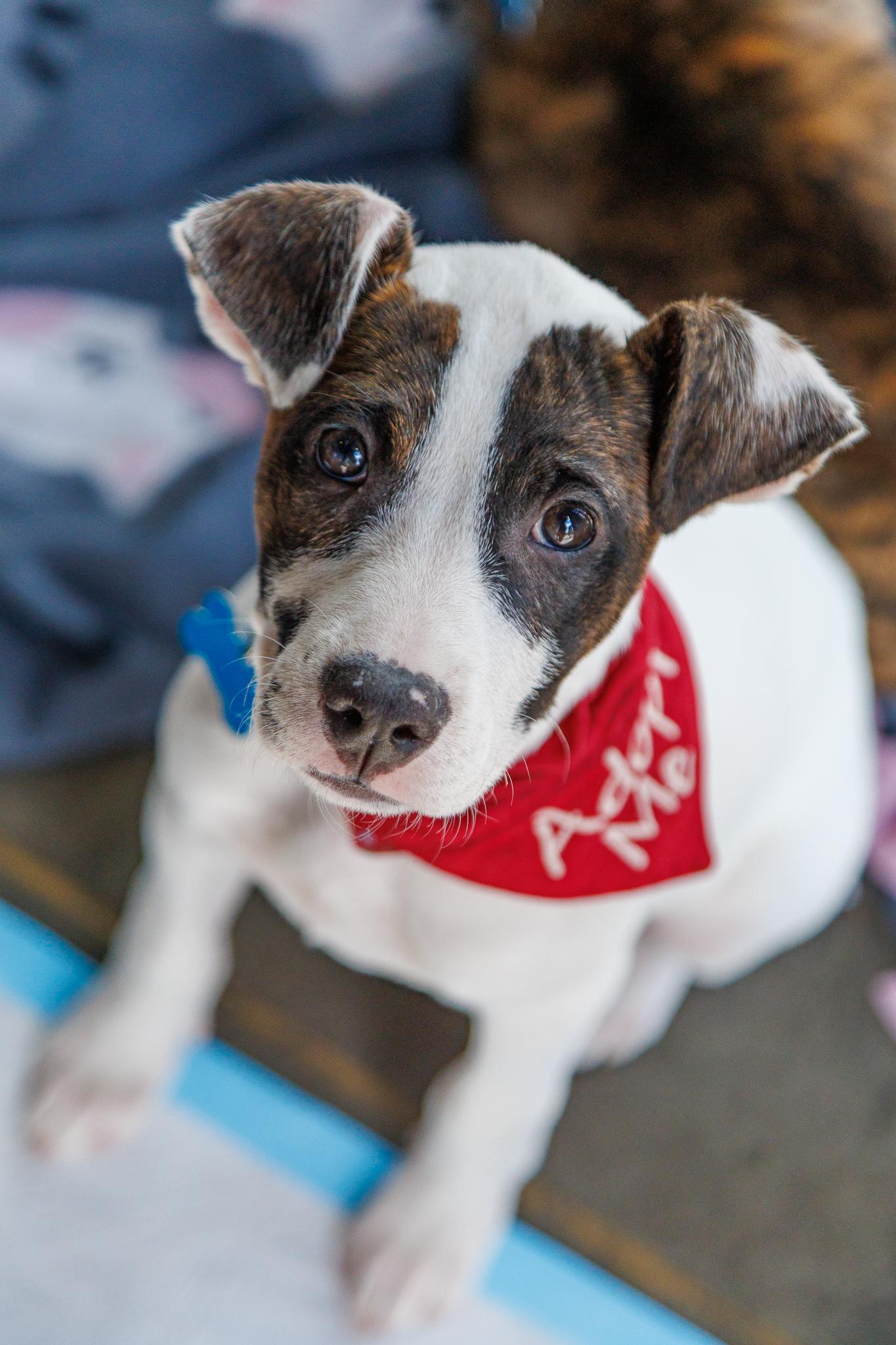 Joslin, Adoptable, Puppy Female Hound & Boxer.