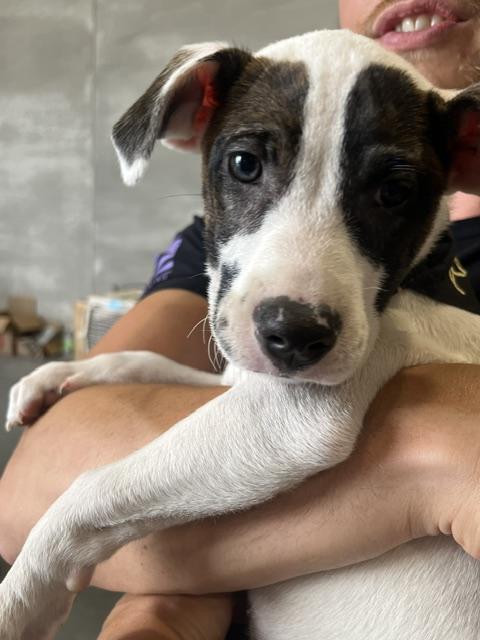 Enlarge Joslin, a Adoptable mixed breed in Minneapolis, MN image 3/6