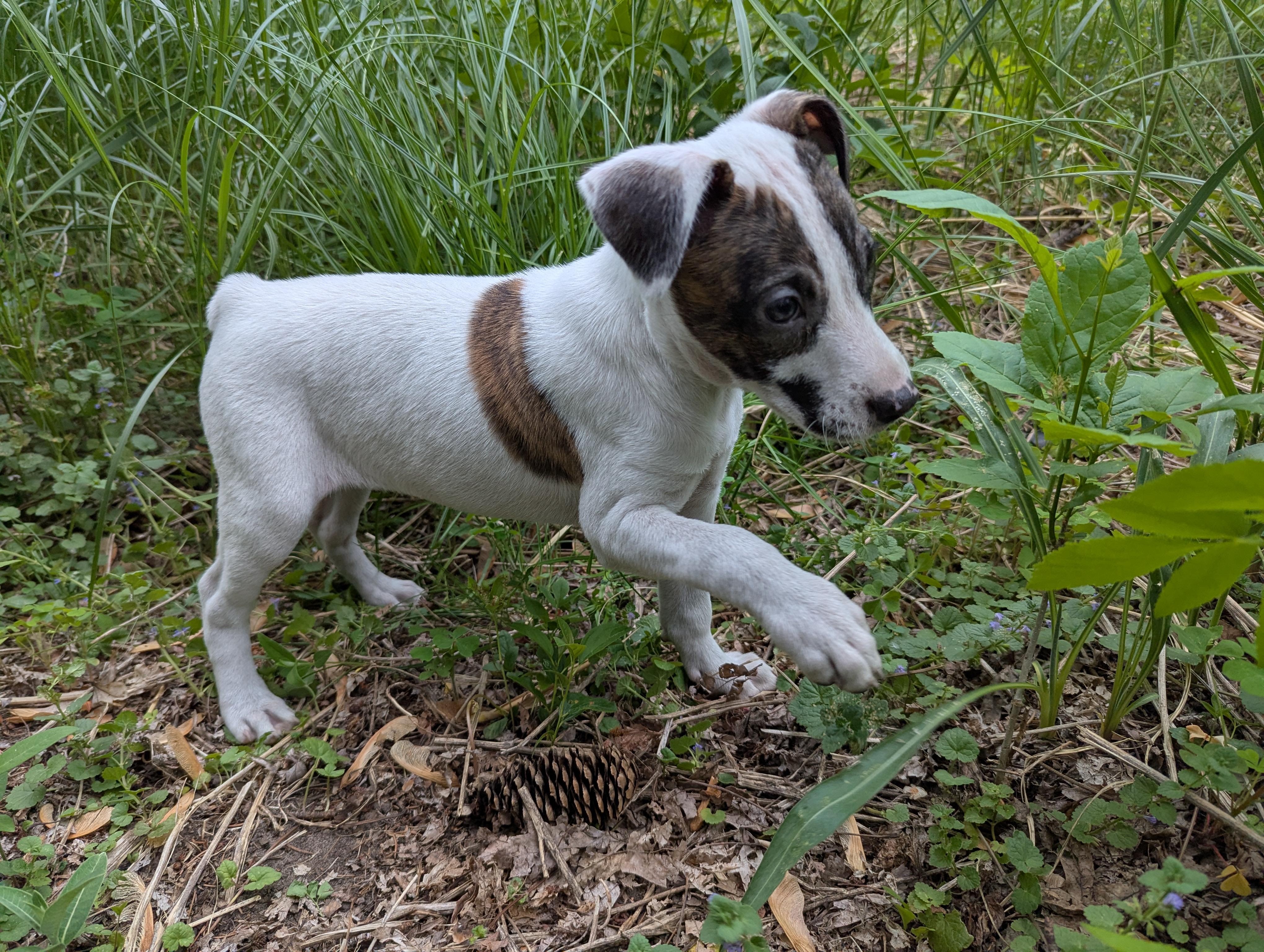 Enlarge Joslin, a Adoptable mixed breed in Minneapolis, MN image 4/6