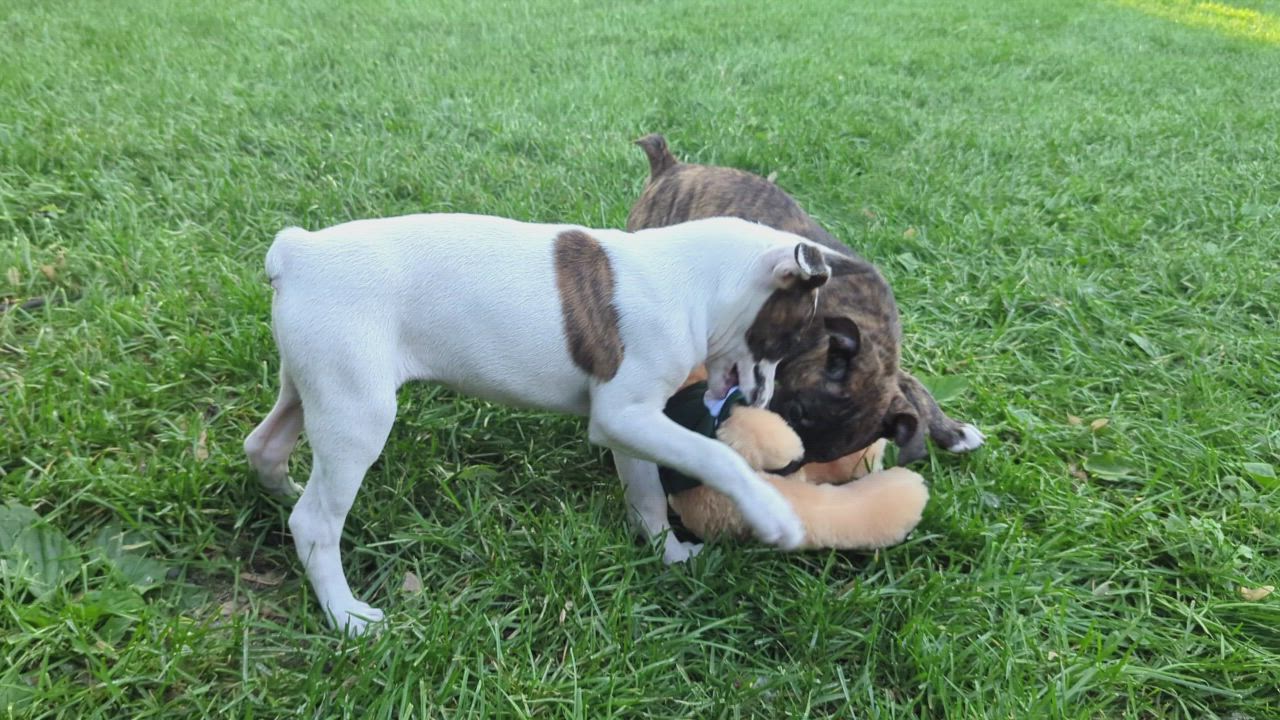 Enlarge Joslin, a Adoptable mixed breed in Minneapolis, MN video 6/6
