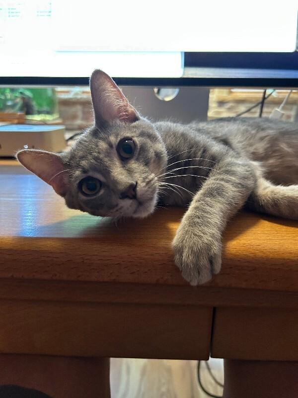 Enlarge Gregory, a Adoptable Domestic Short Hair in Fort Collins, CO image 1/2