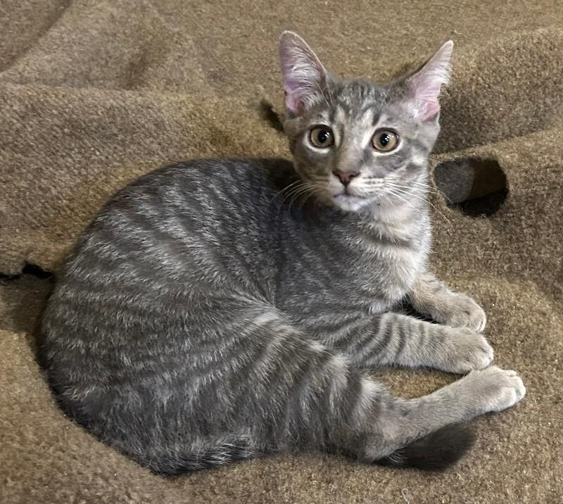 Enlarge Gregory, a Adoptable Domestic Short Hair in Fort Collins, CO image 2/2