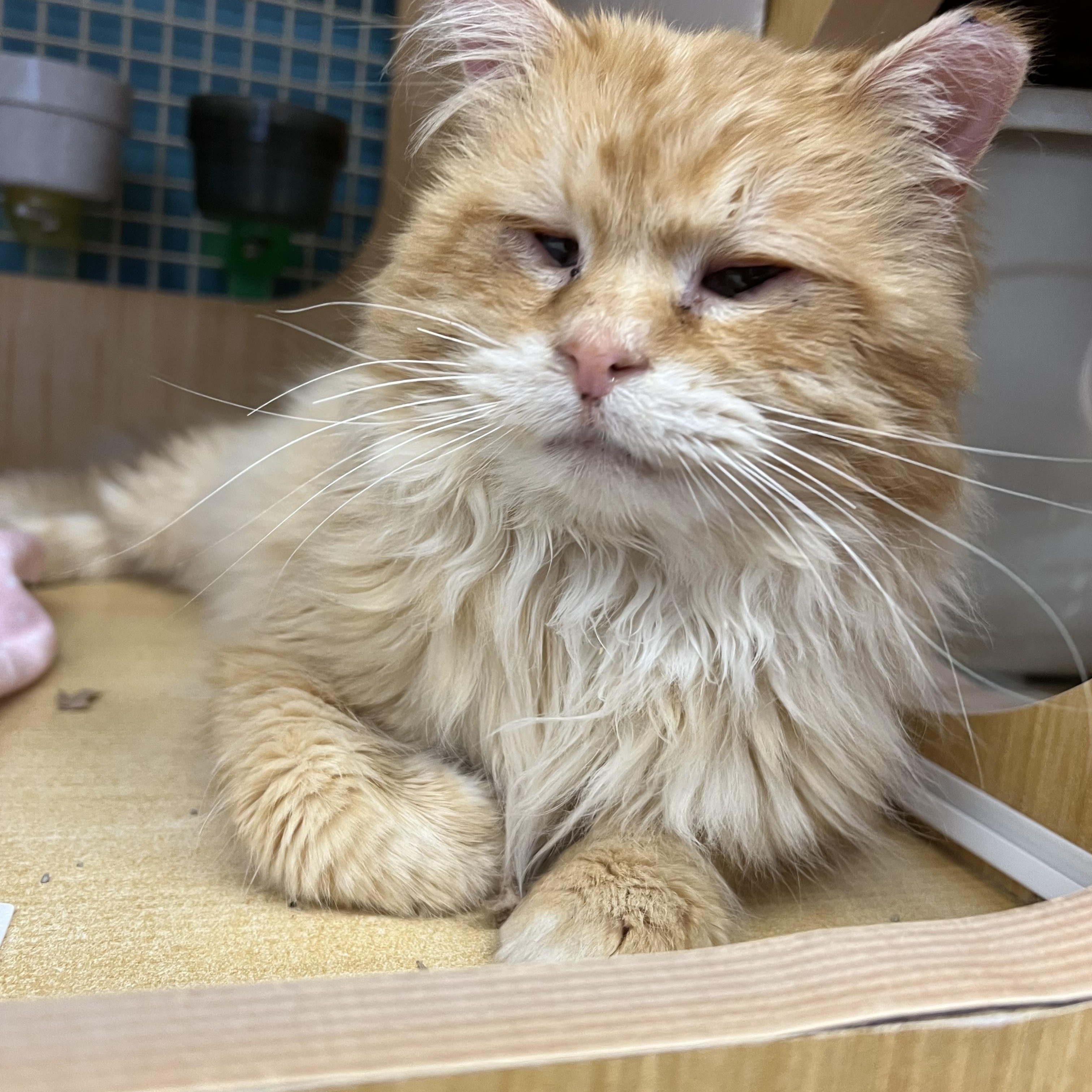 Enlarge Fluffer, an adopted Domestic Long Hair in Manhattan, KS image 2/2