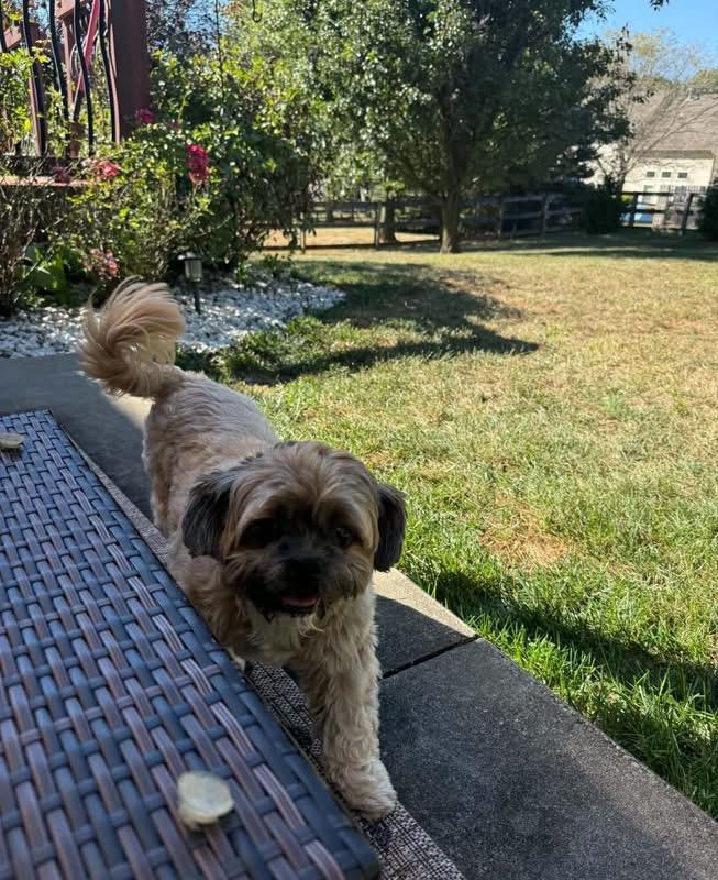 Jagger, Adoptable, Adult Male Shih Tzu.