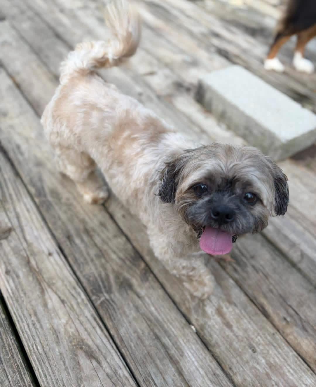 Enlarge Jagger, a Adoptable Shih Tzu in Richmond, KY image 2/6