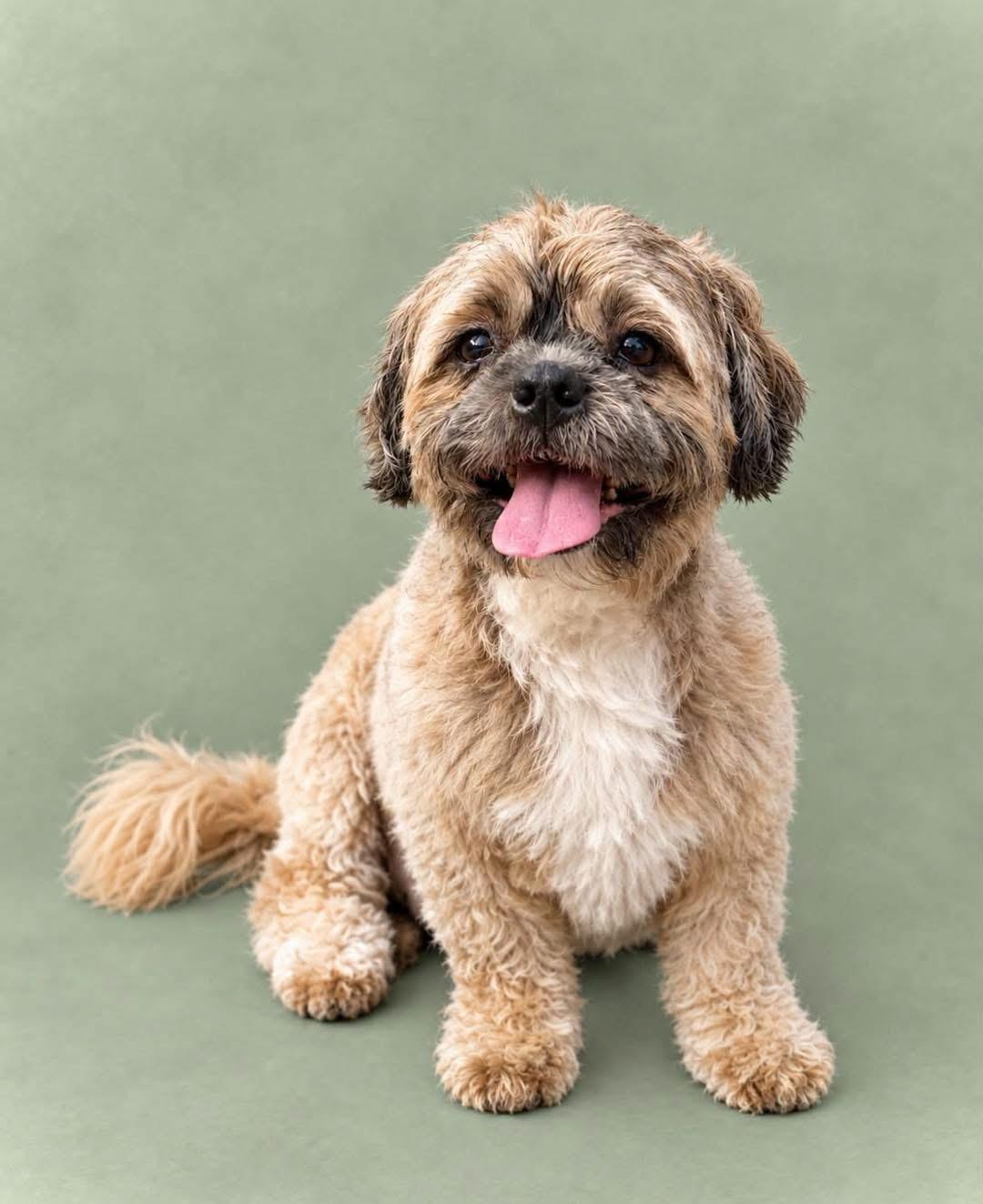 Enlarge Jagger, a Adoptable Shih Tzu in Richmond, KY image 3/6
