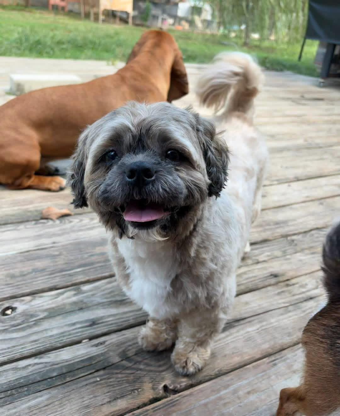 Enlarge Jagger, a Adoptable Shih Tzu in Richmond, KY image 4/6