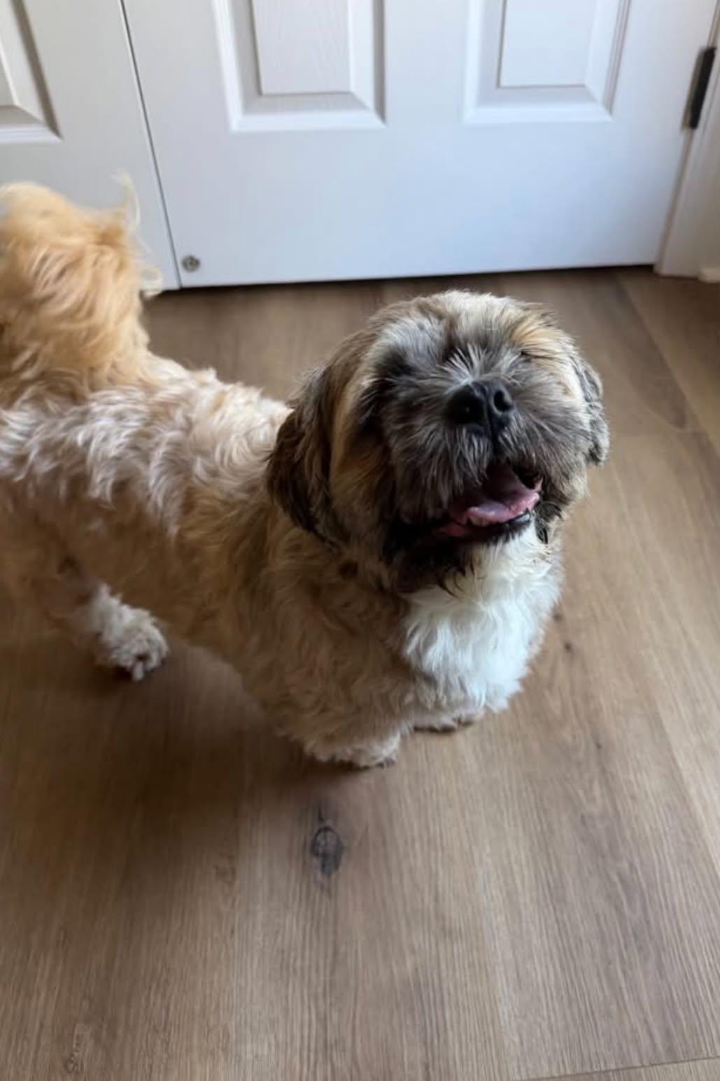 Enlarge Jagger, a Adoptable Shih Tzu in Richmond, KY image 6/6