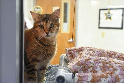 Enlarge Rihanna, a Adoptable Domestic Short Hair in Ringoes, NJ image 3/3