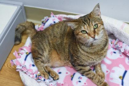 Rihanna, a Adoptable Domestic Short Hair in Ringoes, NJ image 3/3