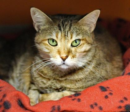 Rihanna, Adoptable, Adult Female Domestic Short Hair & Domestic Short Hair.
