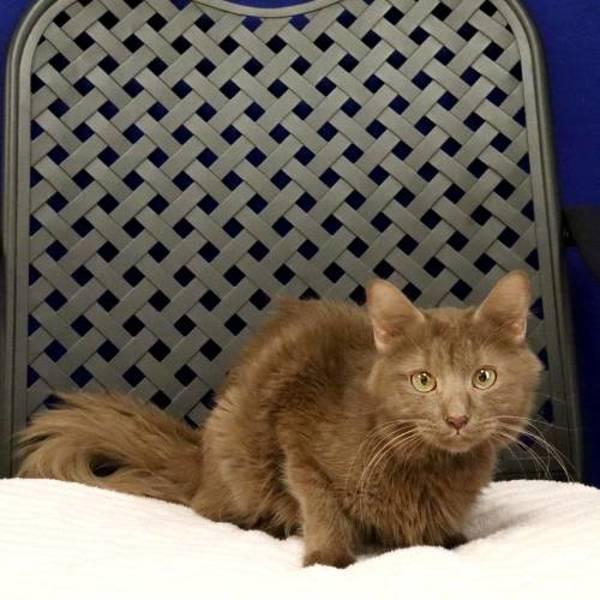 Hershey, Adoptable, Adult Female Domestic Long Hair.