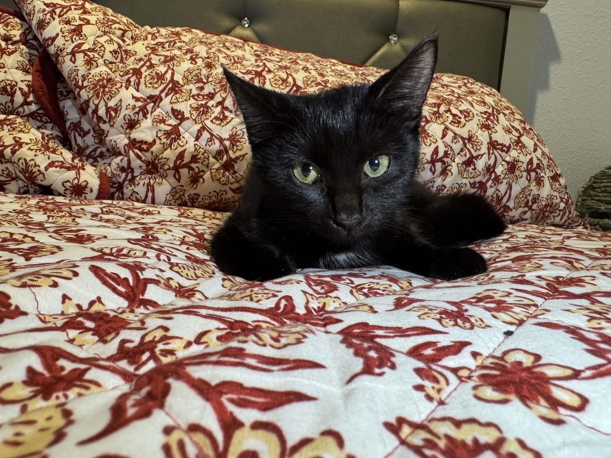 Betty, Adoptable, Young Female Domestic Short Hair.