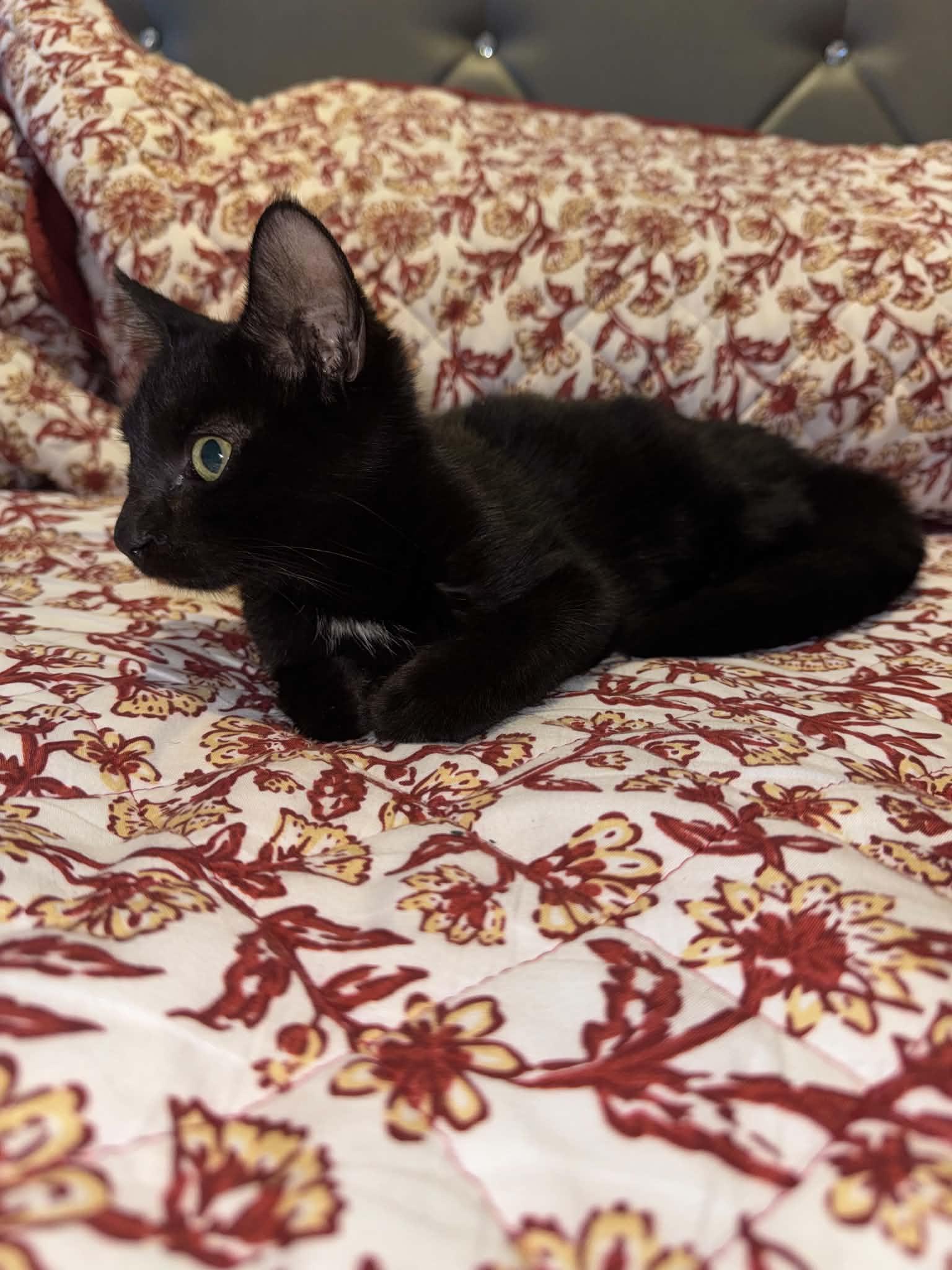 Enlarge Betty, a Adoptable Domestic Short Hair in Forney, TX image 2/3