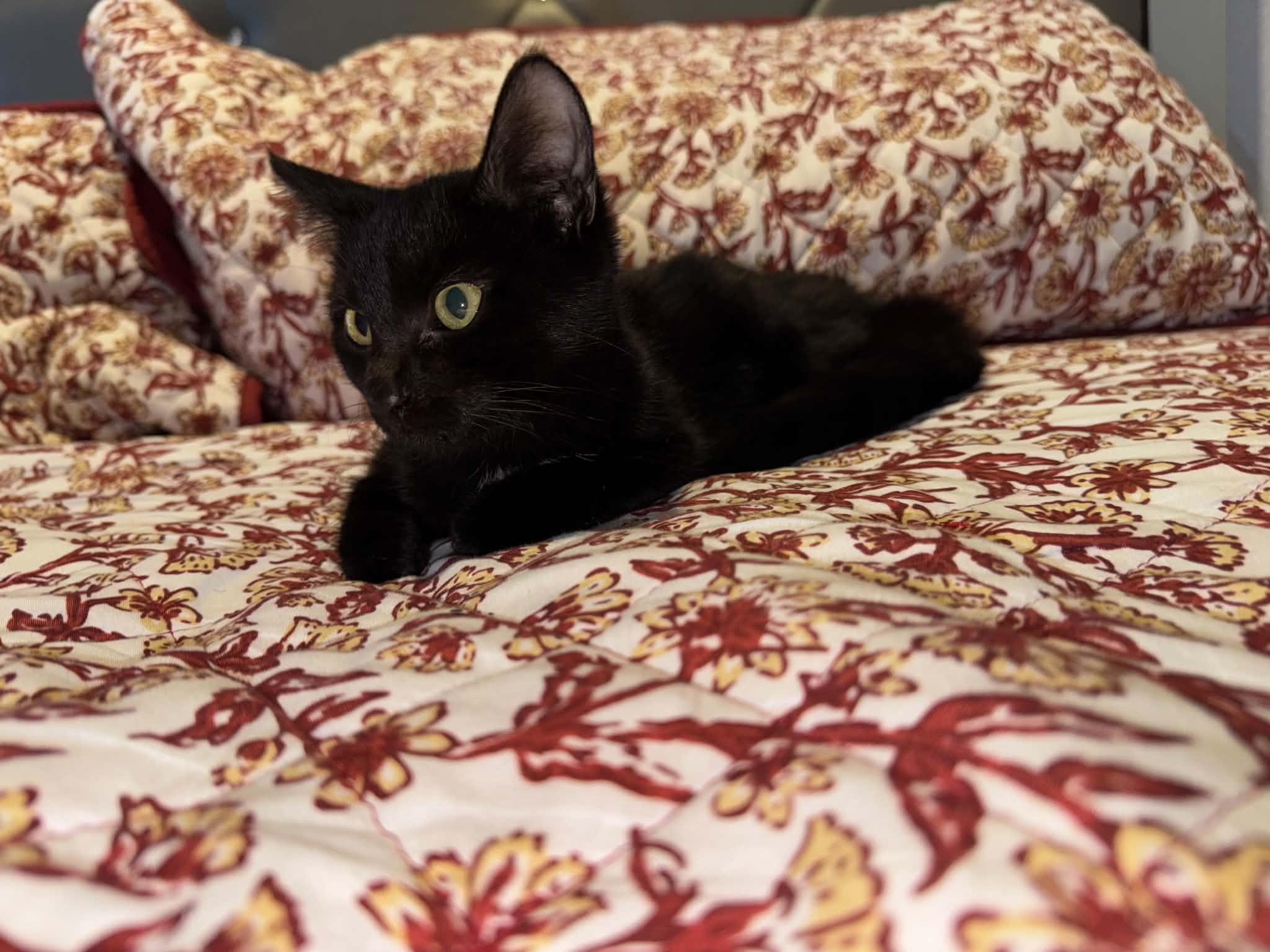 Enlarge Betty, a Adoptable Domestic Short Hair in Forney, TX image 3/3