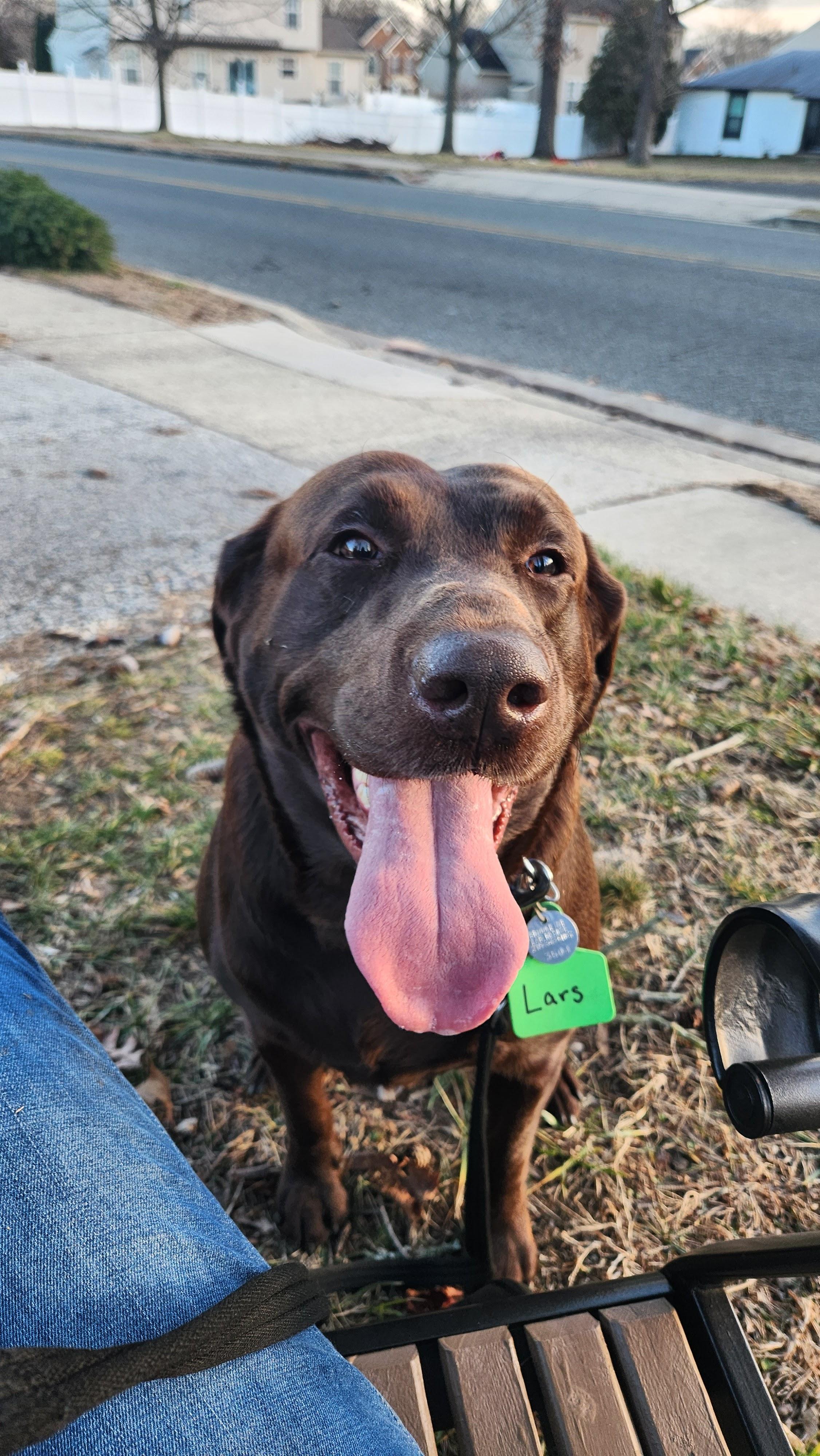 Lars Tag 3504, an adopted Chocolate Labrador Retriever in Warrington, PA image 1/4