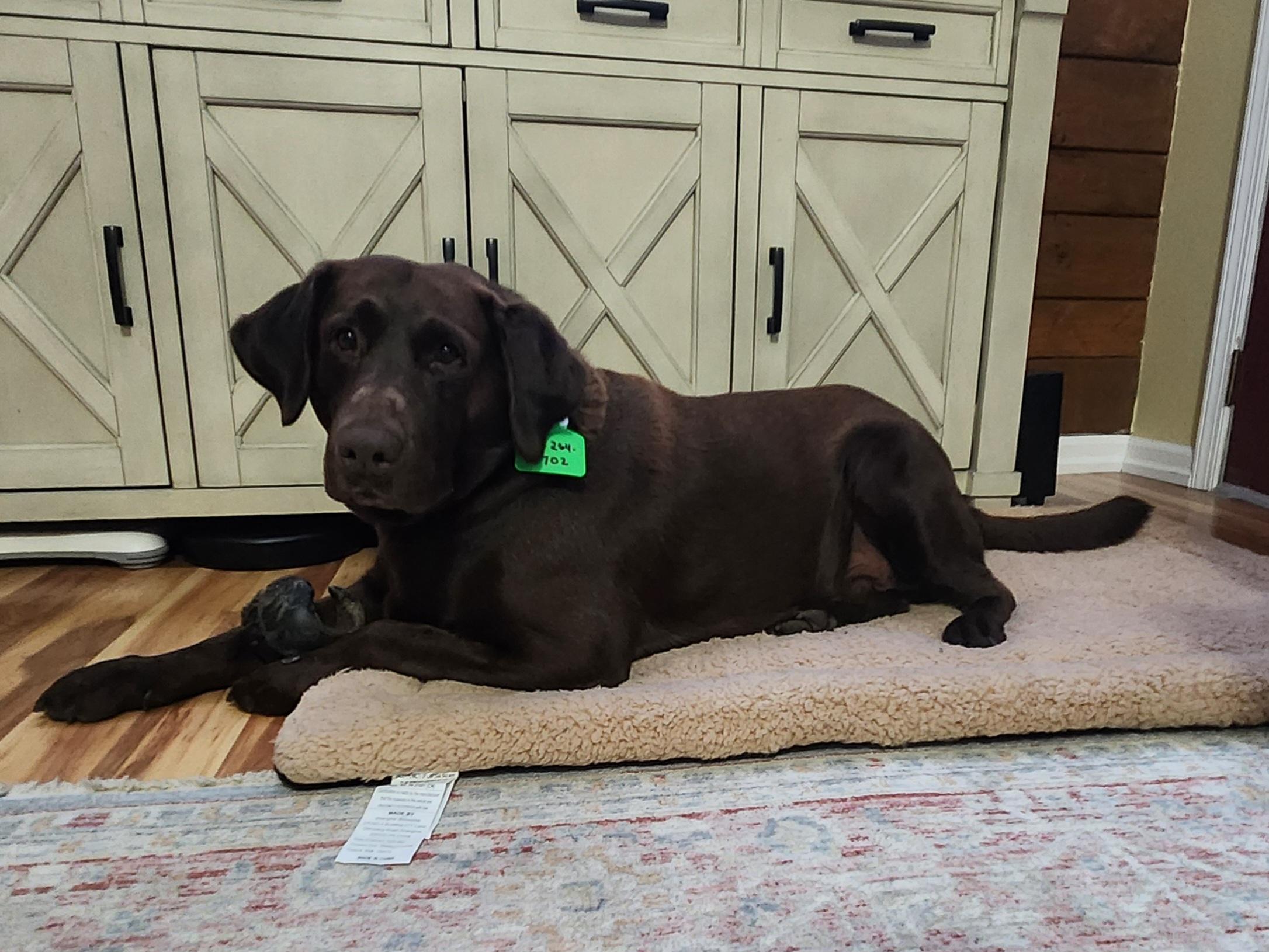 Lars Tag 3504, an adopted Chocolate Labrador Retriever in Warrington, PA image 2/4