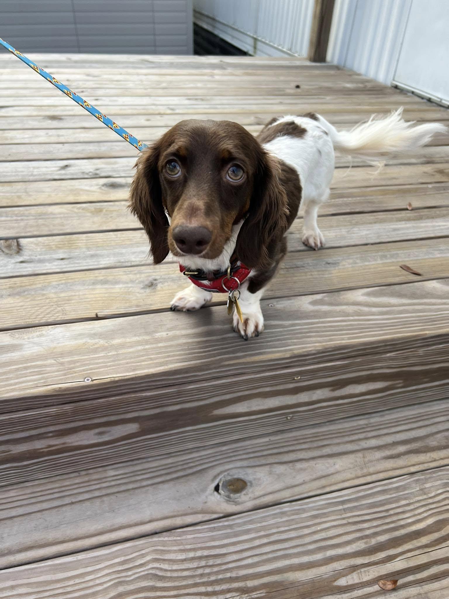 Enlarge Buzz Lightyear, a Adopted Dachshund in Jacksonville, FL image 1/3