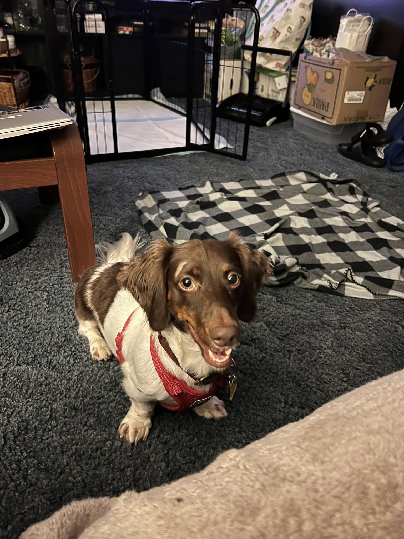 Enlarge Buzz Lightyear, a Adopted Dachshund in Jacksonville, FL image 2/3