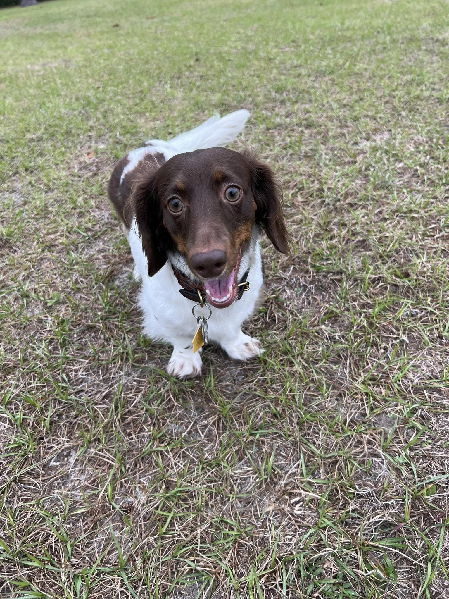 Enlarge Buzz Lightyear, a Adopted Dachshund in Jacksonville, FL image 3/3