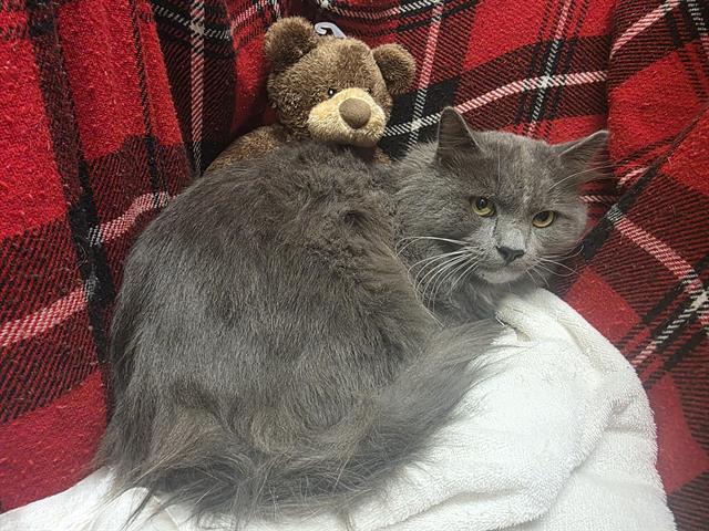 KING, Adoptable, Young Male Maine Coon & Domestic Short Hair.