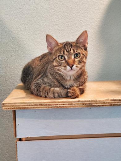 Enlarge Banana, a Adoptable Domestic Short Hair in AKRON, OH image 4/5