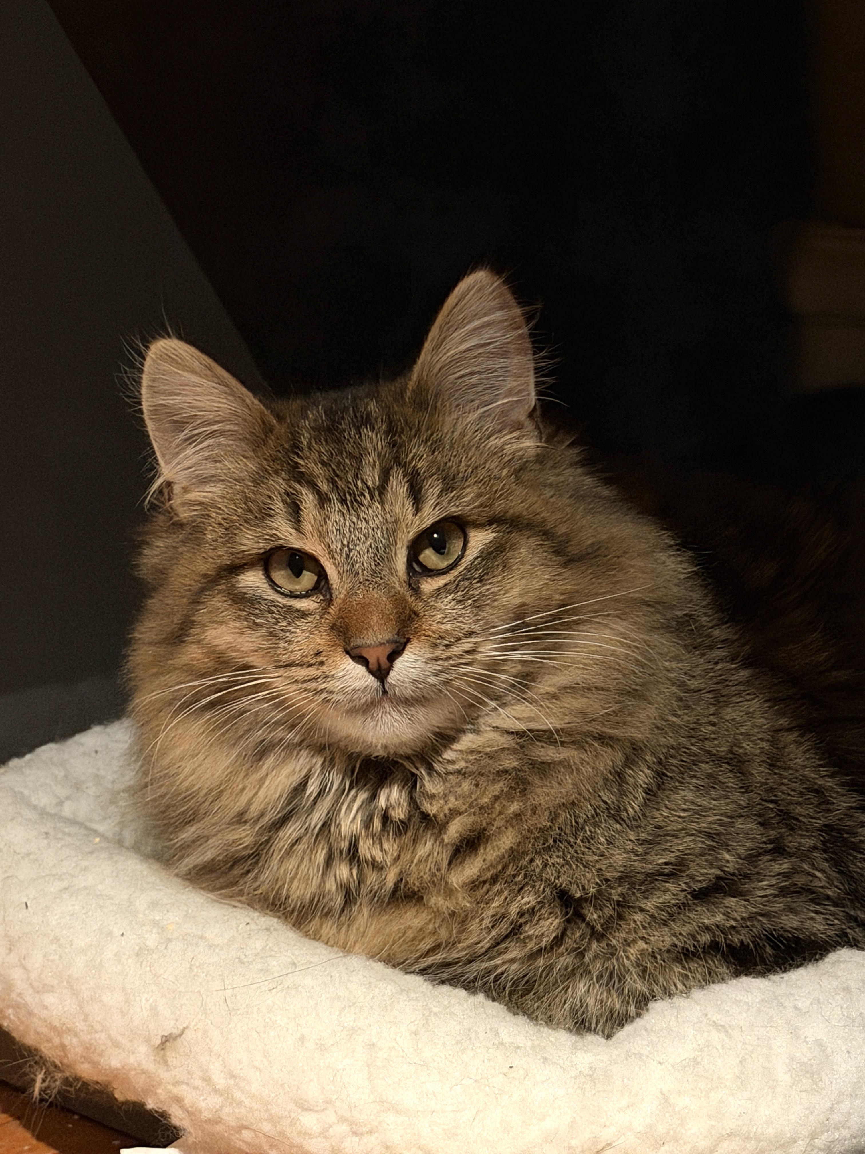 Enlarge Ruben, a ADOPTABLE mixed breed in Cornwall, NY image 2/2