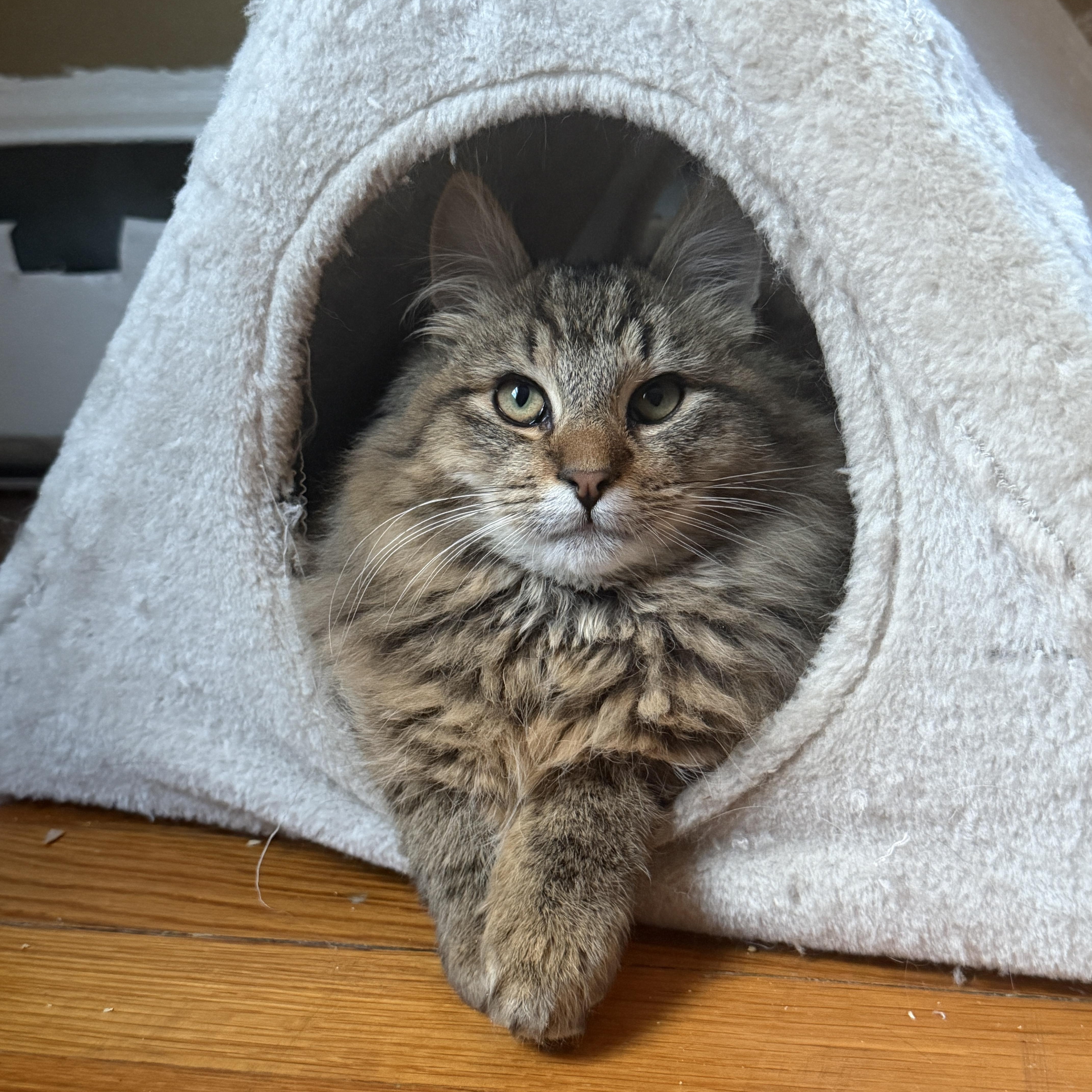 Ruben, ADOPTABLE, Young Male Maine Coon.